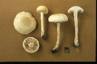 Agrocybe molesta image