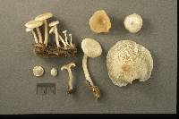 Clitocybe truncicola image