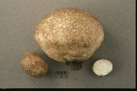Calvatia cyathiformis image