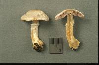 Agaricus diminutivus image