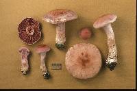 Cortinarius lucorum image