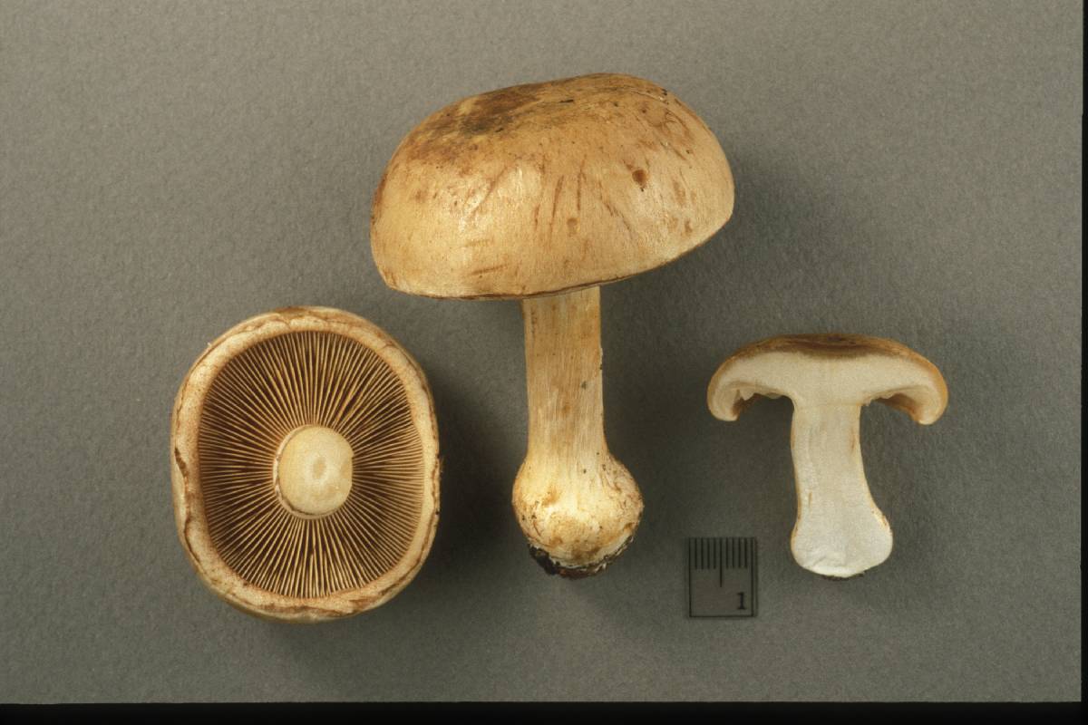 Cortinarius balteatoalbus image