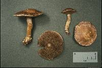 Suillus serotinus image