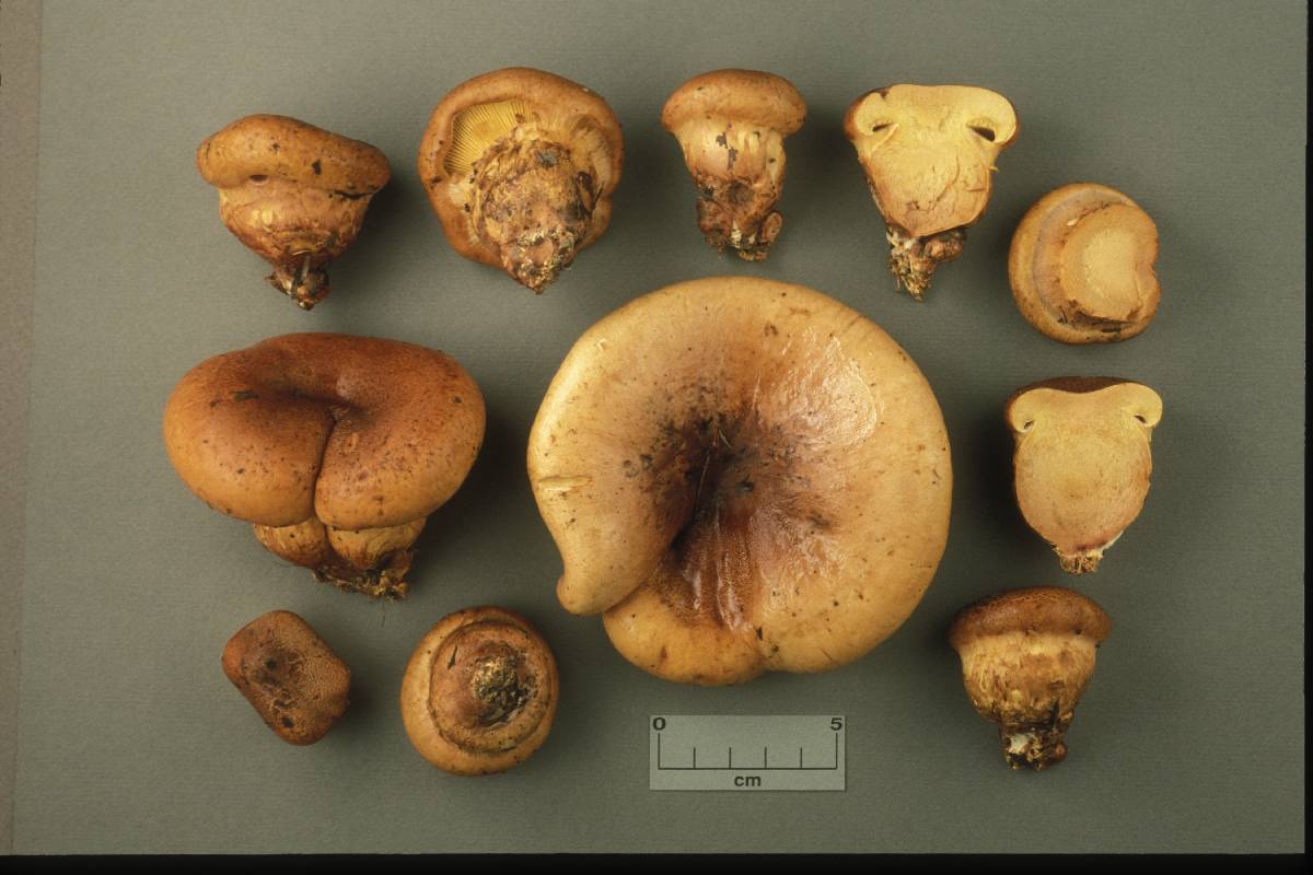 Cortinarius aurilicis image