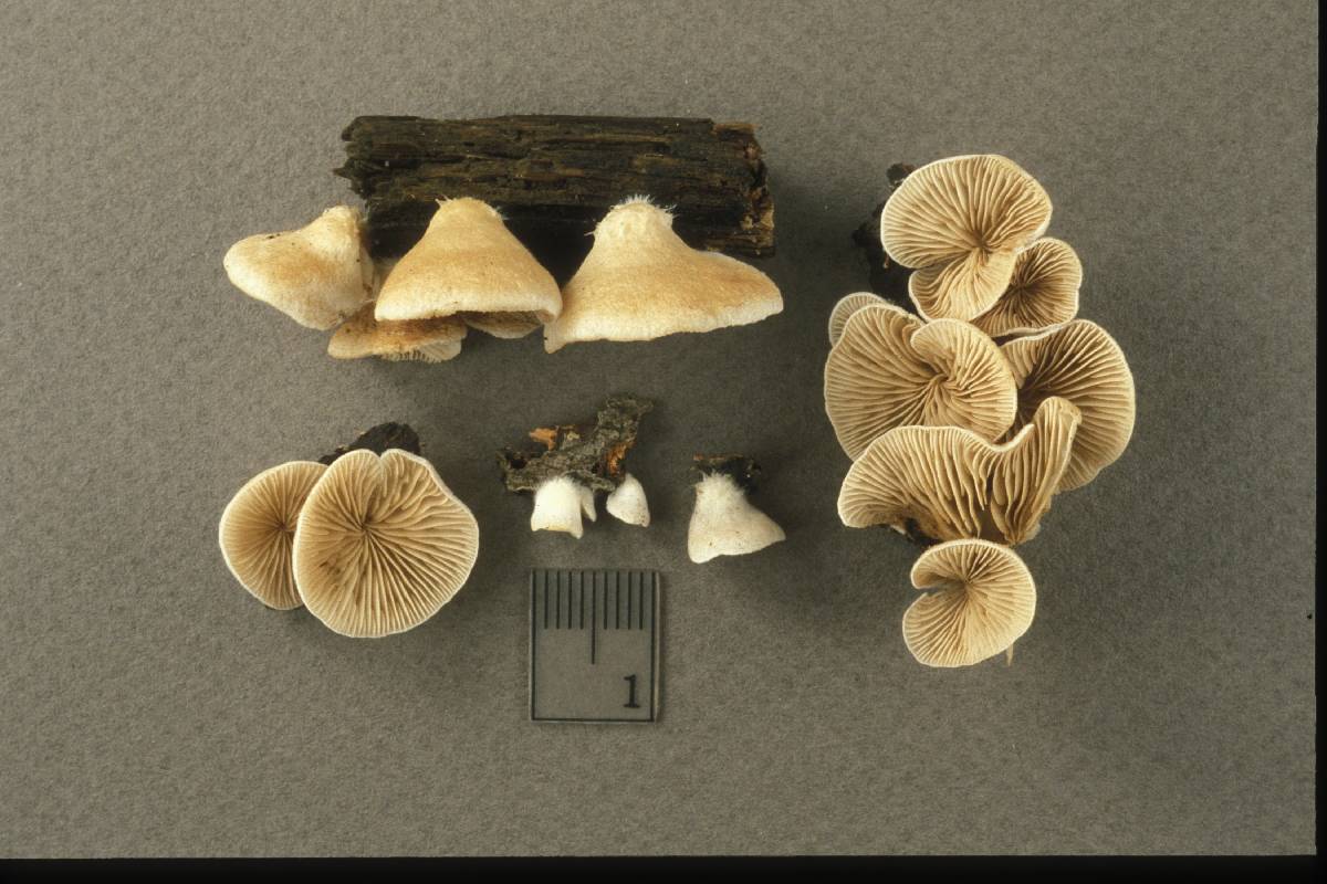 Crepidotus albatus image