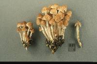 Psathyrella multipedata image