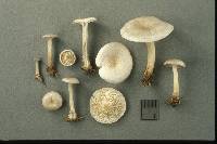 Clitocybe candicans image