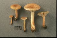 Lactarius tabidus image