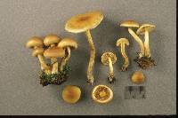 Pholiota spumosa image