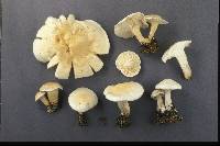 Leucopaxillus piceinus image