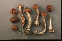 Cortinarius brunneus image