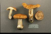 Cortinarius polymorphus image