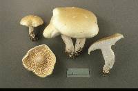 Leucopaxillus piceinus image