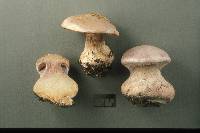 Cortinarius lilacinus image