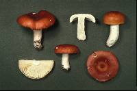 Russula paludosa image