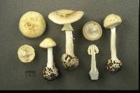 Amanita phalloides image