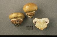 Cortinarius olivaceostramineus image