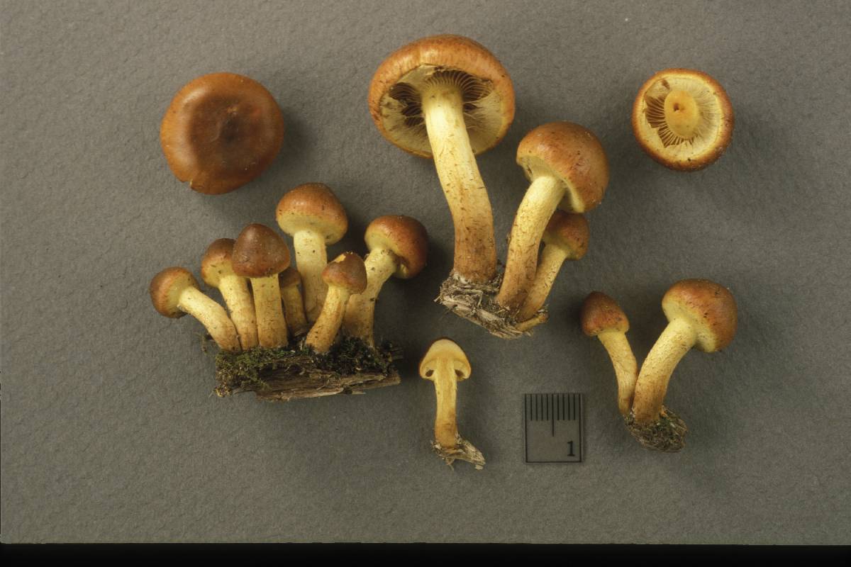 Pholiota fibrillosipes image