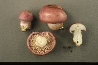 Cortinarius balteatocumatilis image