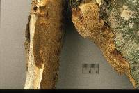 Phellinus inermis image