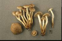 Pholiota angustipes image