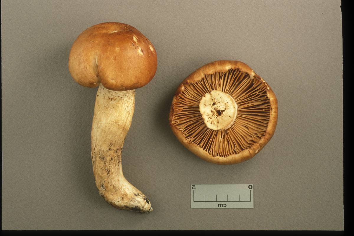 Tricholoma grave image