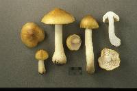 Tricholoma intermedium image