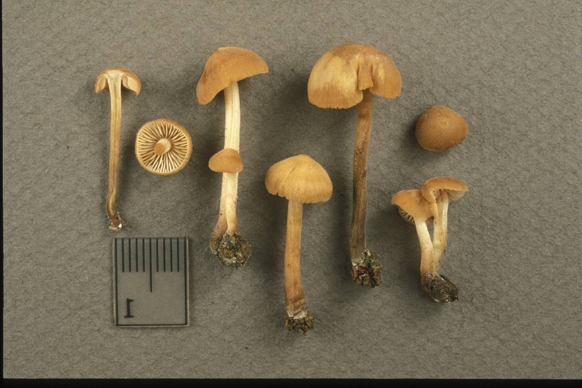 Naucoria amarescens image