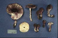 Leucoagaricus brunneolilacinus image