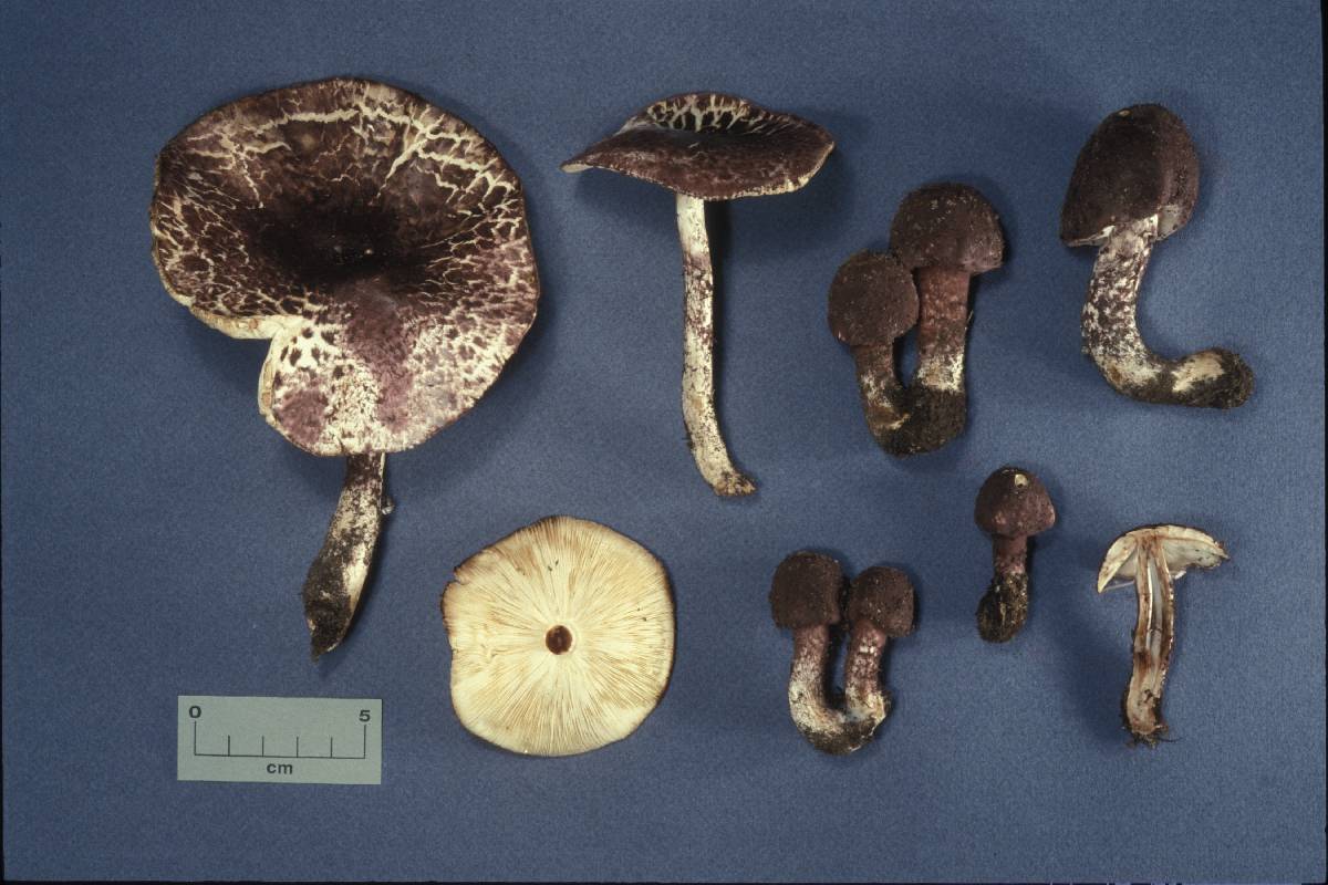 Leucoagaricus brunneolilacinus image