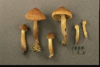 Cortinarius tubarius image