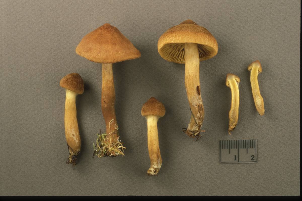 Cortinarius tubarius image