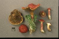 Boletus paluster image