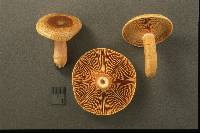 Lactarius deterrimus image