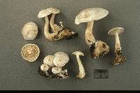 Clitocybe phyllophila image