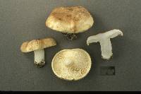 Tricholoma roseoacerbum image