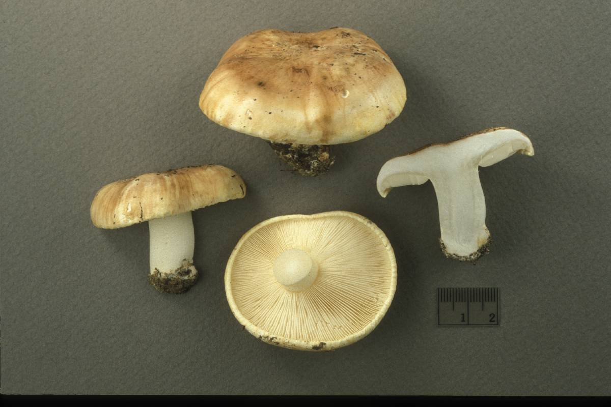 Tricholoma roseoacerbum image
