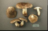 Tricholoma populinum image