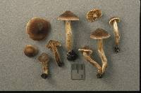 Cortinarius decipiens image