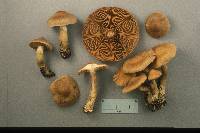 Cortinarius betuletorum image