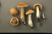 Cortinarius rigens image