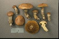 Suillus subalutaceus image