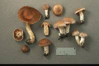 Cortinarius subbalaustinus image