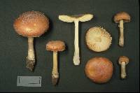 Amanita wellsii image