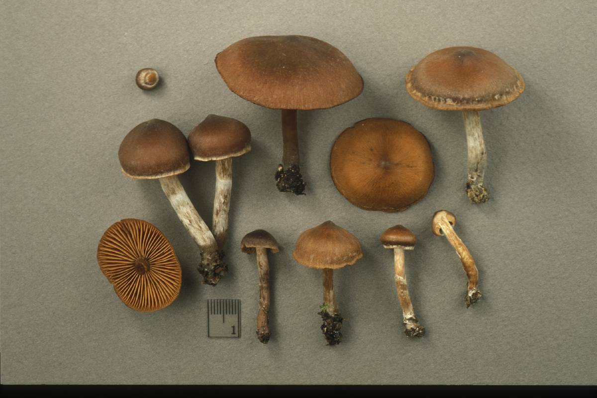 Cortinarius depressus image