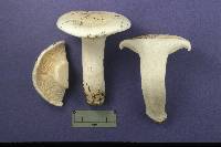 Hygrophorus ponderatus image