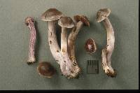 Cortinarius biformis image