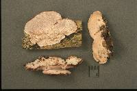 Fomitopsis cajanderi image