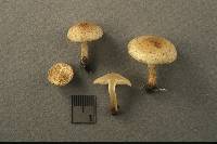 Pholiota angustipes image