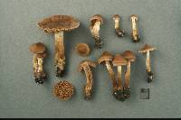 Cortinarius castaneus image